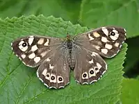 Skovrandøje    Pararge aegeria