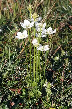 Almindelig Leverurt (Parnassia palustris) Foto: