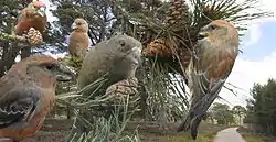 Tegning af Wilhelm von Wright (1810 - 1887)