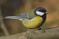 Musvit, Parus major