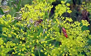 Almindelig pastinak (Pastinaca sativa)