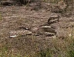 Natravn Caprimulgus europaeus