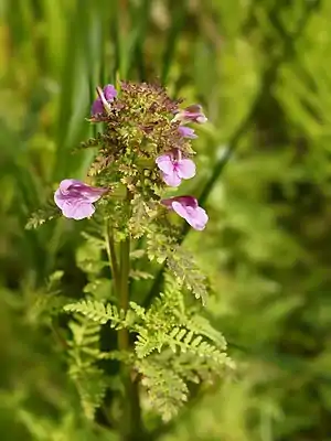 Engtroldurt (Pedicularis palustris)