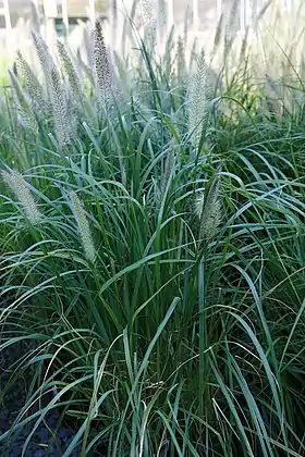 Lampepudsergræs (Pennisetum alopecuroides) Foto: David J. Stan