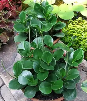 Peperomia obtusifoliaFoto: Jerzy Opioła