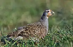 Agerhøne. Foto: Marek Szczepanek