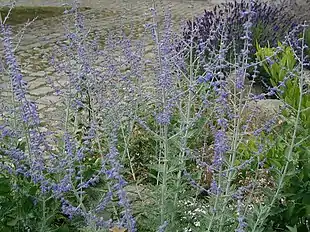 Sølv-Perovskia (Perovskia atriplicifolia)Foto: Sten Porse