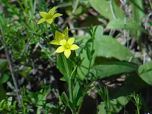 Gul tusindgylden (Centaurium maritimum)Foto: Hubert Laroche