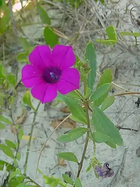 Petunia littoralis