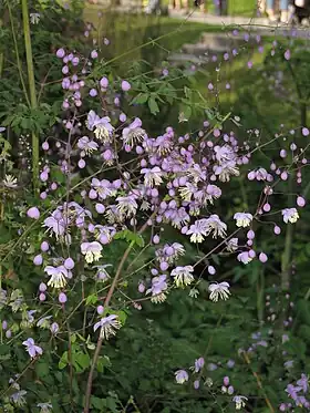 Viol-Frøstjerne (Thalictrum delavayi) Foto: Asio otus
