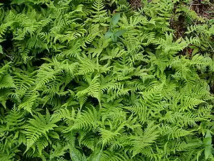 Dunet Egebregne (Phegopteris connectilis)