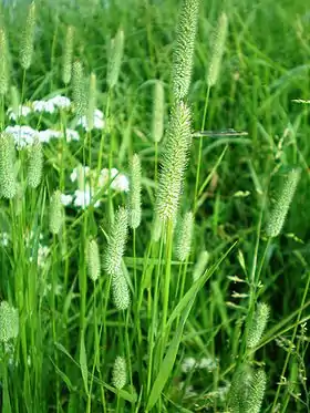 Engrottehale (Phleum pratense).