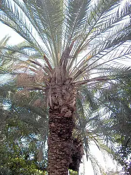 Dadelpalme (Phoenix canariensis).