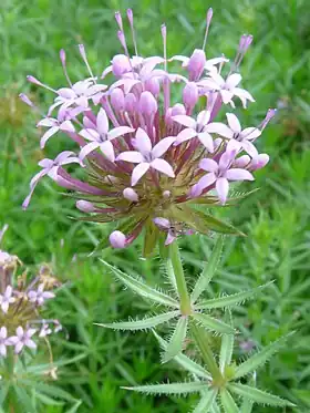 Rosenskovmærke (Phuopsis stylosa) Foto: Pethan