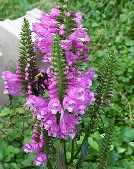 Drejeblomst (Physostegia virginiana) Foto: LinBow