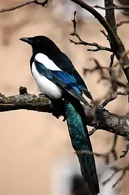 Husskade (Pica pica) kaldes af og til for Nordens paradisfugl