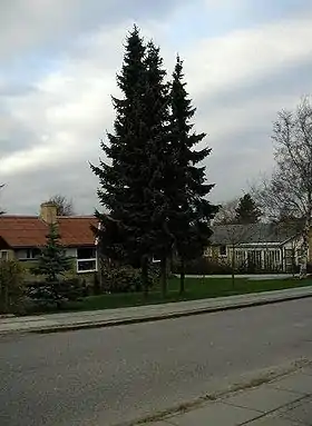 Søjle-Gran (Picea omorika)med en næsten sammenvokset, slank krone.