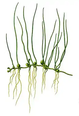 Pilledrager (Pilularia globulifera)