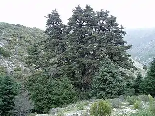 Spansk ædelgran (Abies pinsapo)Unge eksemplarer foran et gammelt træ i Sierra de las Nieves.