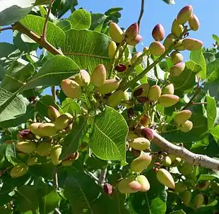 Ægte Pistacie (Pistacia vera) sorten 'Kerman'Foto: Stan Shebs