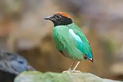 KappepittaPitta sordida