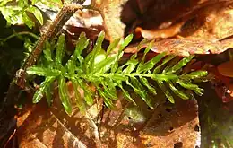 Bølget Krybstjerne Plagiomnium undulatum