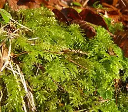 Bølget krybstjerne Plagiomnium undulatum