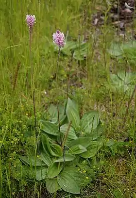Dunet vejbreds blomster er et smukt indslag i en tør eng.