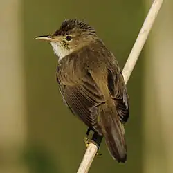 Rørsanger (Acrocephalus scirpaceus)