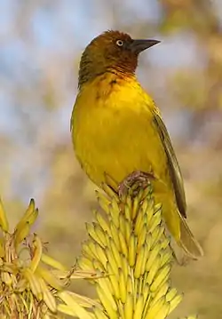 Han i Johannesburg, Sydafrika