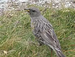 Alpejernspurv  Prunella collaris