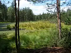 Červené blato National Naturreservat med udgravet tørvemose