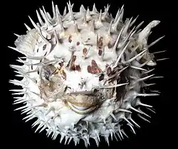 Pindsvinefisk med pigge