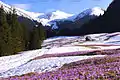 Et område med krokus i Goryczkowa-dalen, de vestlige Tatra