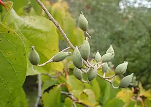 Poliothyrsis sinensis, blade og frugter.