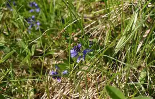Spæd Mælkeurt (Polygala serpyllifolia).