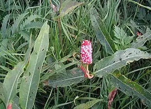 Vand-Pileurt (Polygonum amphibia).