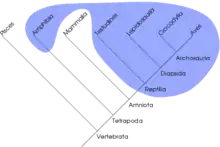 En polyfyletisk gruppe