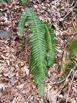 Skjoldbregne (Polystichum aculeatum)