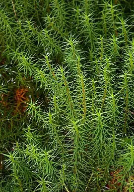 Alm. jomfruhår Polytrichum commune