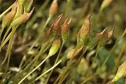 Grenet jomfrukapsel Polytrichastrum alpinum