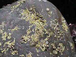 Kalkrør efter trekantorm på en sten i Pembrokeshire, England