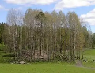 Bævreasp (Populus tremula), her i en klon af rodskud.