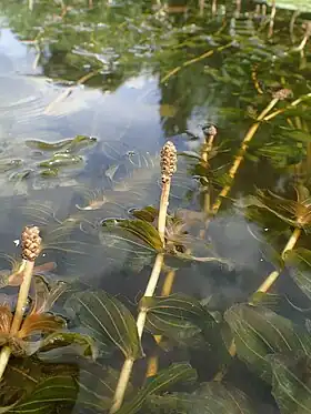 Hjertebladet Vandaks