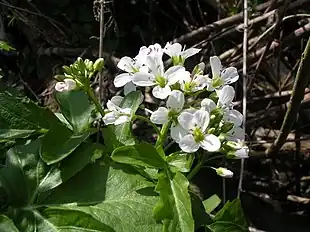 Tykskulpet Brøndkarse (Nasturtium officinale).