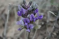 Blomsterstand fotograferet i Badlands National Park, South Dakota, USA