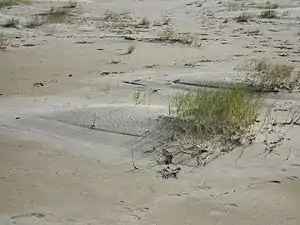 Strandkvik (Elymus farctus)