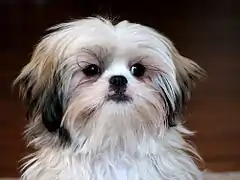 Ansigtet på en Shih tzu
