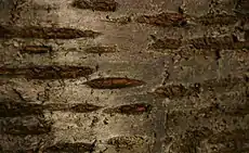 De tværgående bånd af korkporer ses hos alle arter af Prunus.