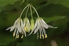 Prosartes hookeri i John B. Yeon State Scenic Corridor